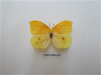 藏品(圓翅鉤粉蝶)的圖片